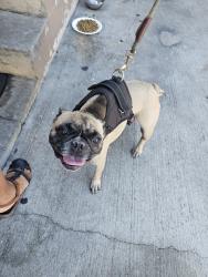 Found/Stray Female Dog last seen Ramona, Bellflower, CA 90706