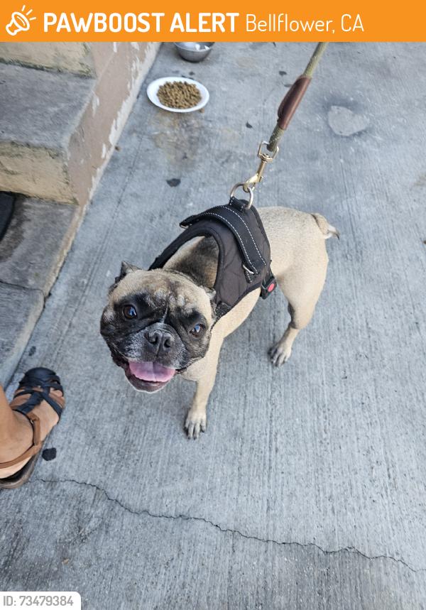 Found/Stray Female Dog last seen Ramona, Bellflower, CA 90706