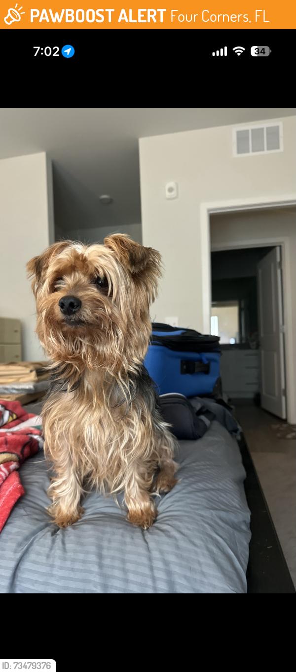 Found/Stray Male Dog last seen Ronald Reagan pkwy, Four Corners, FL 33896