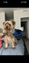 Found/Stray Male Dog last seen Ronald Reagan pkwy, Four Corners, FL 33896