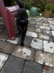 Found/Stray Male Cat last seen Birkenhead, Jacksonville, FL 32210