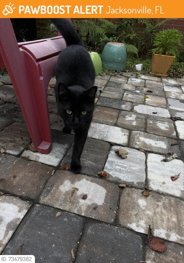 Found/Stray Male Cat last seen Birkenhead, Jacksonville, FL 32210