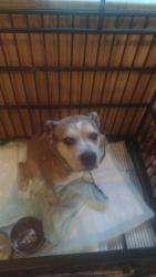 Found/Stray Male Dog last seen Near Terry St, Conover, NC 28613