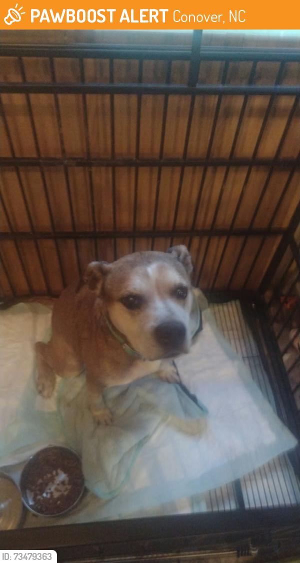 Found/Stray Male Dog last seen Near Terry St, Conover, NC 28613