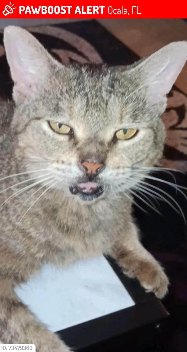 Lost Female Cat last seen I-75 Southbound Rest Area Marion County, Ocala, FL 34476