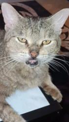Lost Female Cat last seen I-75 Southbound Rest Area Marion County, Ocala, FL 34476