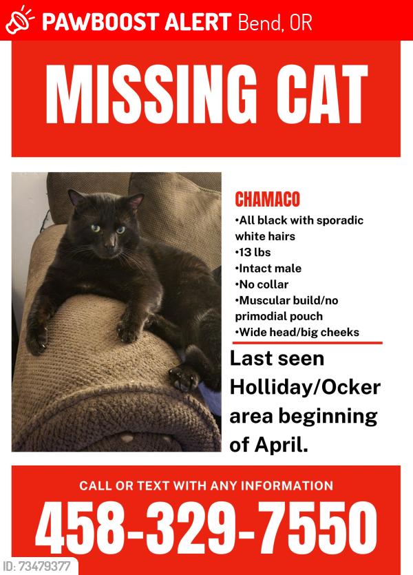 Lost Male Cat last seen Holliday & Ocker, Bend, OR 97701