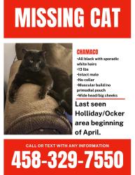 Lost Male Cat last seen Holliday & Ocker, Bend, OR 97701