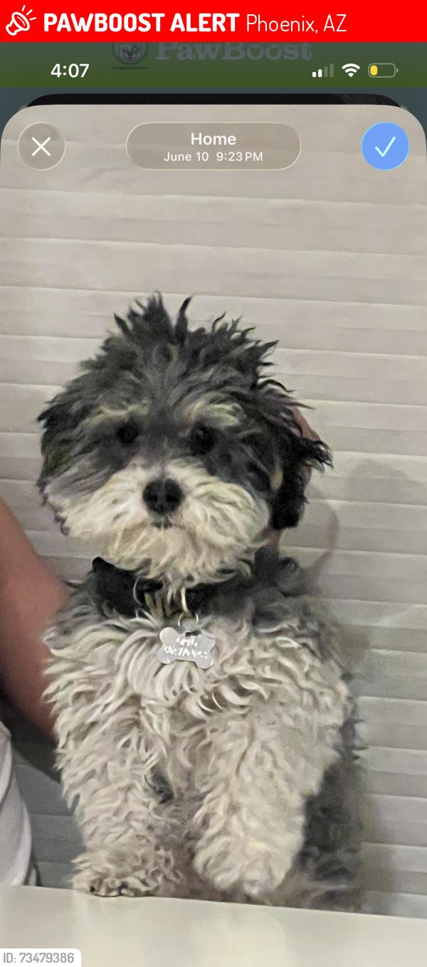 Lost Male Dog last seen 7th St and Grover’s, Phoenix, AZ 85022