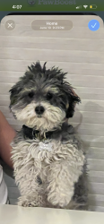 Lost Male Dog last seen 7th St and Grover’s, Phoenix, AZ 85022