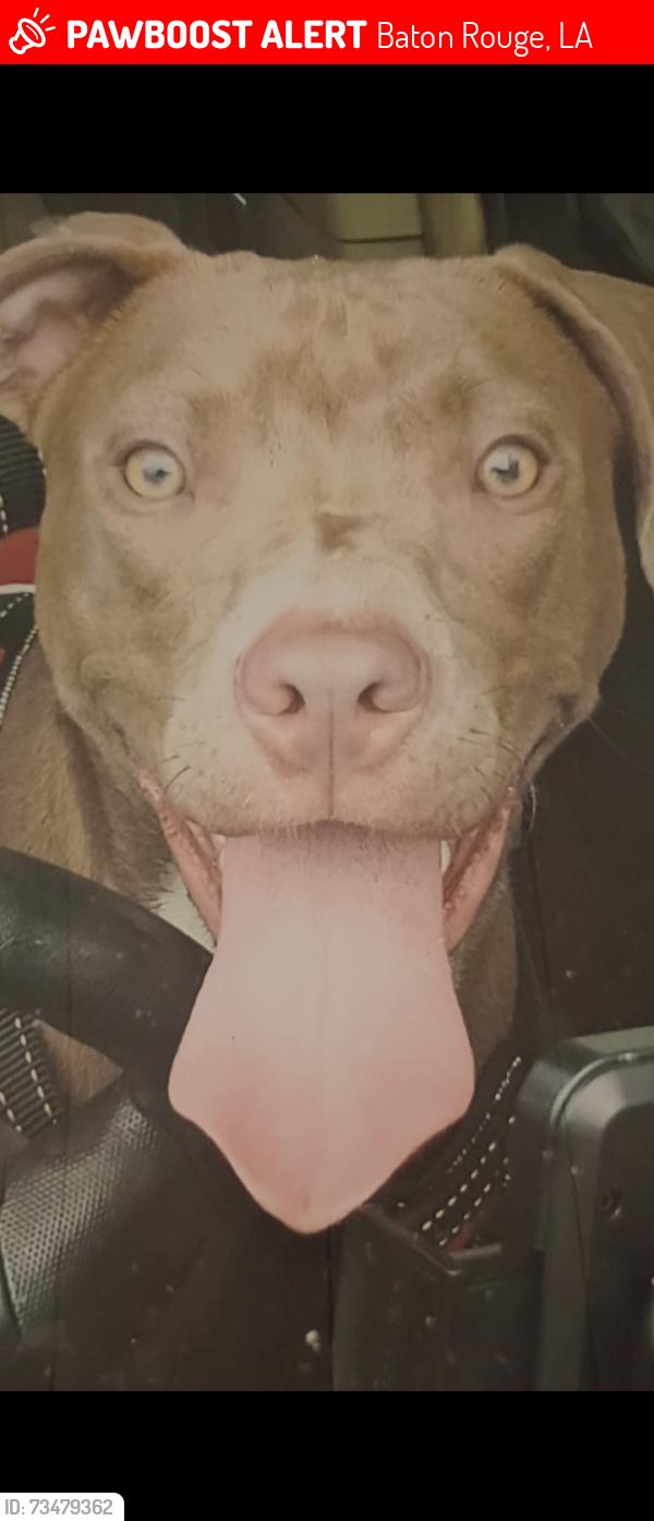 Lost Female Dog last seen Near jasper Av 70810, Baton Rouge, LA 70810