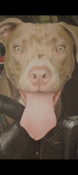 Lost Female Dog last seen Near jasper Av 70810, Baton Rouge, LA 70810