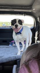 Lost Male Dog last seen Piney grove road, Metter Georgia, Candler County, GA 30420