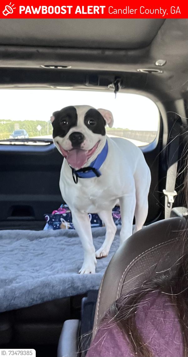 Lost Male Dog last seen Piney grove road, Metter Georgia, Candler County, GA 30420