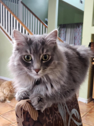 Lost Female Cat last seen North Lombard Street y koala, Oxnard, CA 93030