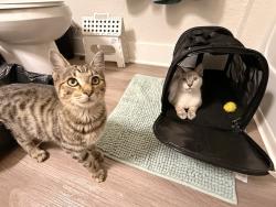 Found/Stray Male Cat last seen Titus Dental, Winter Garden, FL 34787