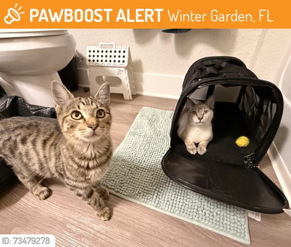 Found/Stray Male Cat last seen Titus Dental, Winter Garden, FL 34787
