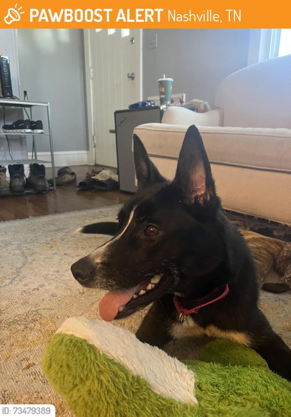 Found/Stray Male Dog last seen Norvel Ave and Kennedy Ave, Nashville, TN 37216