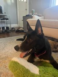 Found/Stray Male Dog last seen Norvel Ave and Kennedy Ave, Nashville, TN 37216