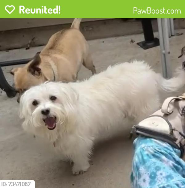 Reunited Male Dog last seen Louisiana and Seneca Ct, Denver, CO 80223