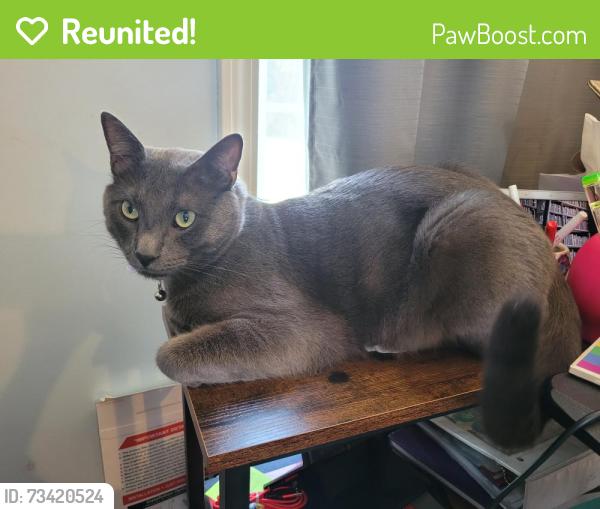 Reunited Male Cat last seen Auti Car Wash in Denton, Denton, NC 27239