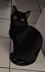 Lost Female Cat last seen Fairbanks and Formosa. Between oglesby and Minnesota, Winter Park, FL 32789