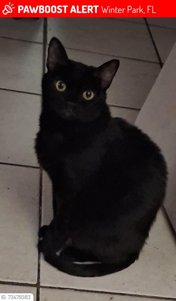 Lost Female Cat last seen Fairbanks and Formosa. Between oglesby and Minnesota, Winter Park, FL 32789