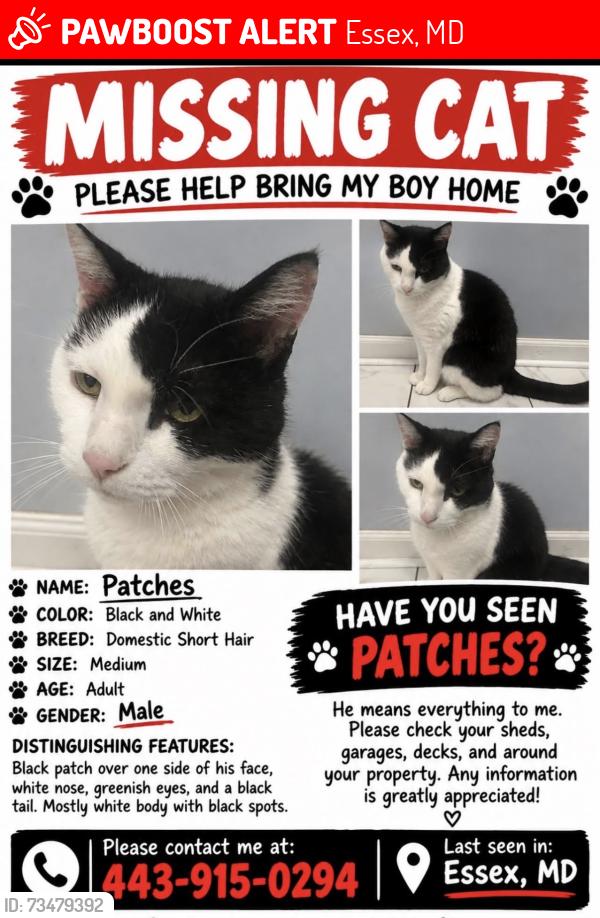 Lost Male Cat last seen Wise supermarket, Essex, MD 21221