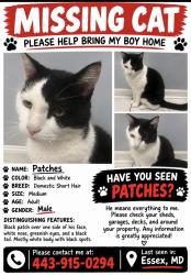 Lost Male Cat last seen Wise supermarket, Essex, MD 21221