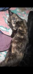 Lost Female Cat last seen Near se 9th 38 ontario oregon 97914, Ontario, OR 97914
