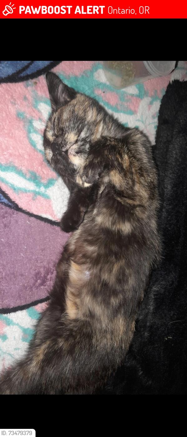Lost Female Cat last seen Near se 9th 38 ontario oregon 97914, Ontario, OR 97914