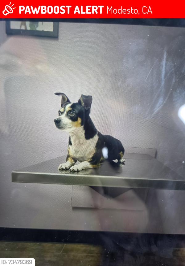 Lost Male Dog last seen Princeton Av, Caldwell Av, west Orangeburg., Modesto, CA 95350