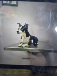 Lost Male Dog last seen Princeton Av, Caldwell Av, west Orangeburg., Modesto, CA 95350