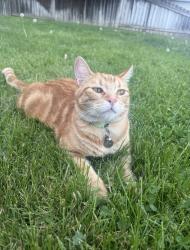 Reunited Male Cat last seen Broadway Ave, Boise, ID 83706