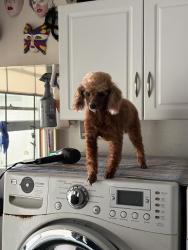 Reunited Female Dog last seen Jefferson and Laguna, Carlsbad, CA 92008