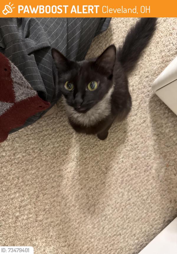 Found/Stray Male Cat last seen W 12 street, Cleveland, OH 44109