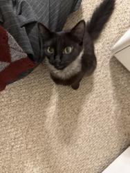 Found/Stray Male Cat last seen W 12 street, Cleveland, OH 44109