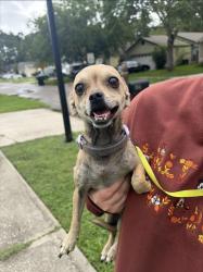 Reunited Female Dog last seen Near Yukon Ct, Middleburg, FL 32068, USA, Middleburg, FL 32068