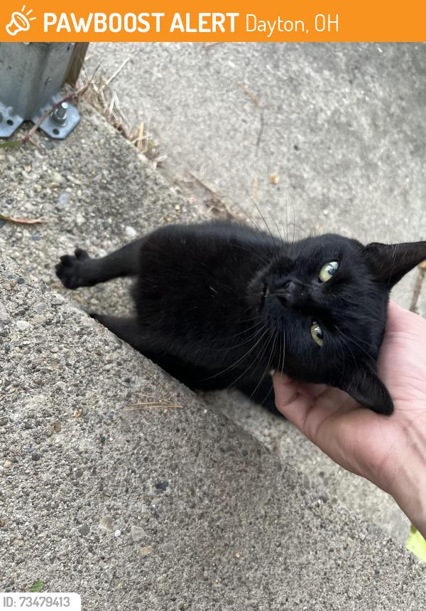 Found/Stray Unknown Cat last seen Cosler Dr, Dayton, OH 45403