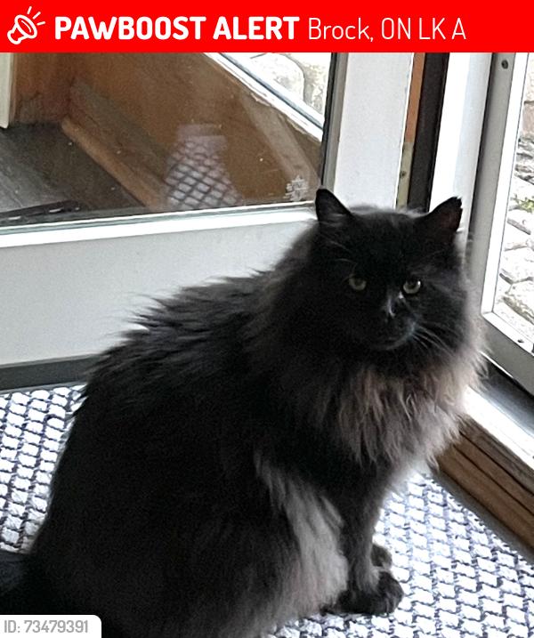Lost Male Cat last seen Main Street West and Parklawn Boulevard, Brock, ON L0K 1A0