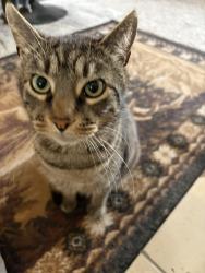 Reunited Male Cat last seen Near Boynton Valley Rd, Manchester, TN 37355, USA, Manchester, TN 37355