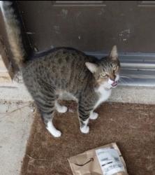 Lost Male Cat last seen Masters rd, near jordan, Manvel, TX 77578