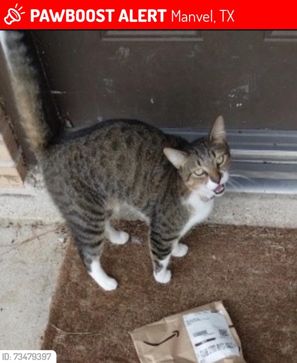 Lost Male Cat last seen Masters rd, near jordan, Manvel, TX 77578