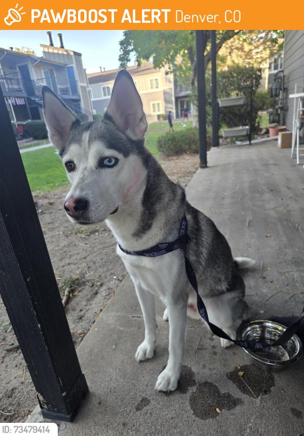 Found/Stray Female Dog last seen Copperflats apmts, Denver, CO 80220
