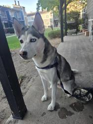 Found/Stray Female Dog last seen Copperflats apmts, Denver, CO 80220