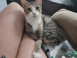 Lost Female Cat last seen Lee Ave and Central Ave fort worth tx 76164, Fort Worth, TX 76164