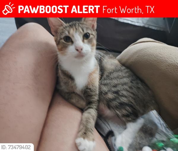 Lost Female Cat last seen Lee Ave and Central Ave fort worth tx 76164, Fort Worth, TX 76164