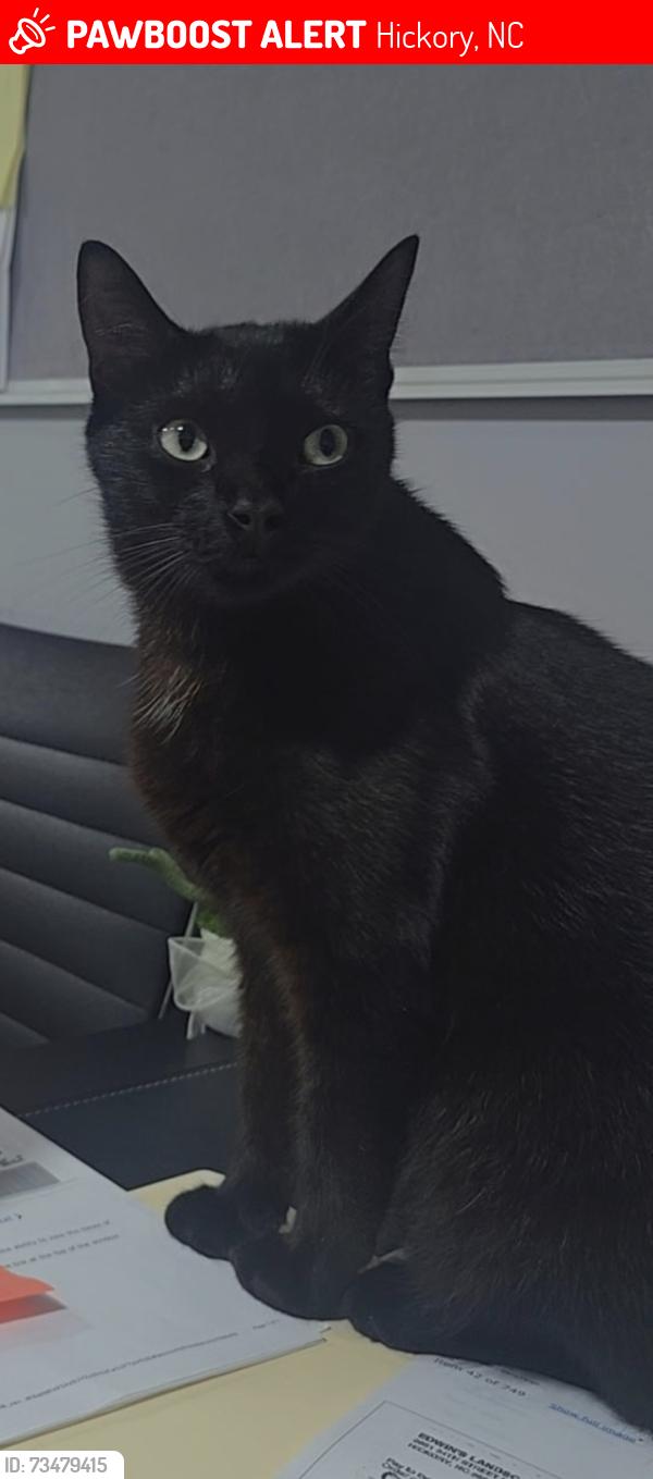 Lost Male Cat last seen Springs rd & section hse, Hickory, NC 28601