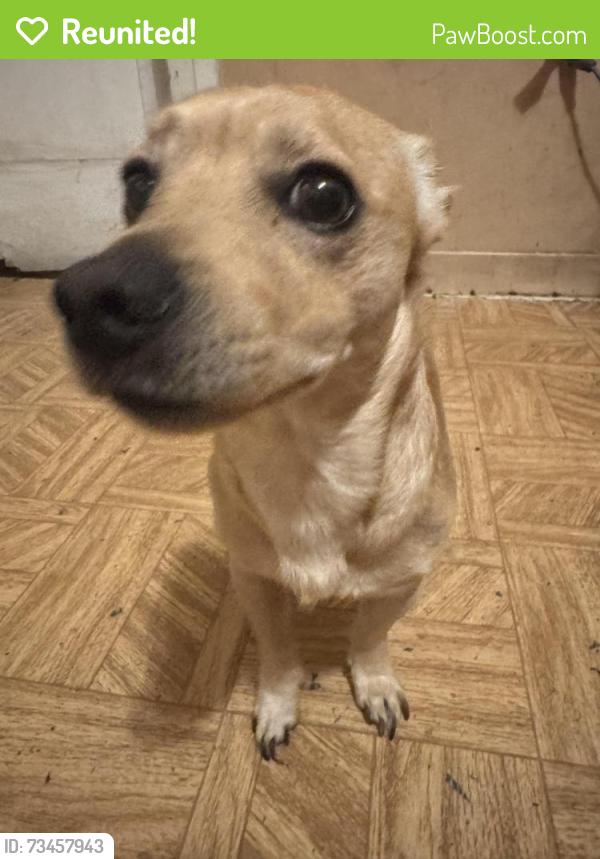 Reunited Male Dog last seen Near S Market St, Inglewood, CA 90301, Inglewood, CA 90301