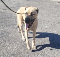 Shelter Stray Male Dog last seen , 957 N Gaffey St, San Pedro, CA 90731, USA